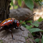 Découvrez le Gendarme Insecte : Un Allié Inoffensif et Utile pour Vos Jardins