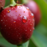 Une prise de vue macro du fruit Camu-Camu, mettant en valeur sa peau rouge-violet vibrante et sa texture lisse, avec des gouttelettes d'eau scintillant à sa surface, entouré d'un arrière-plan vert naturel doux de son feuillage tropical, capturé en plein jour avec une lumière diffuse douce, pris avec un Canon EOS-1D X Mark III, objectif macro, couleurs éclatantes.