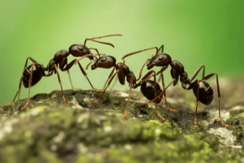 Image optimisée : Fourmis invasives en Europe : un impact écologique préoccupant