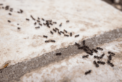 Image optimisée : Fourmis urbaines et aménagement : comprendre l’habitat urbain à travers l’entomologie