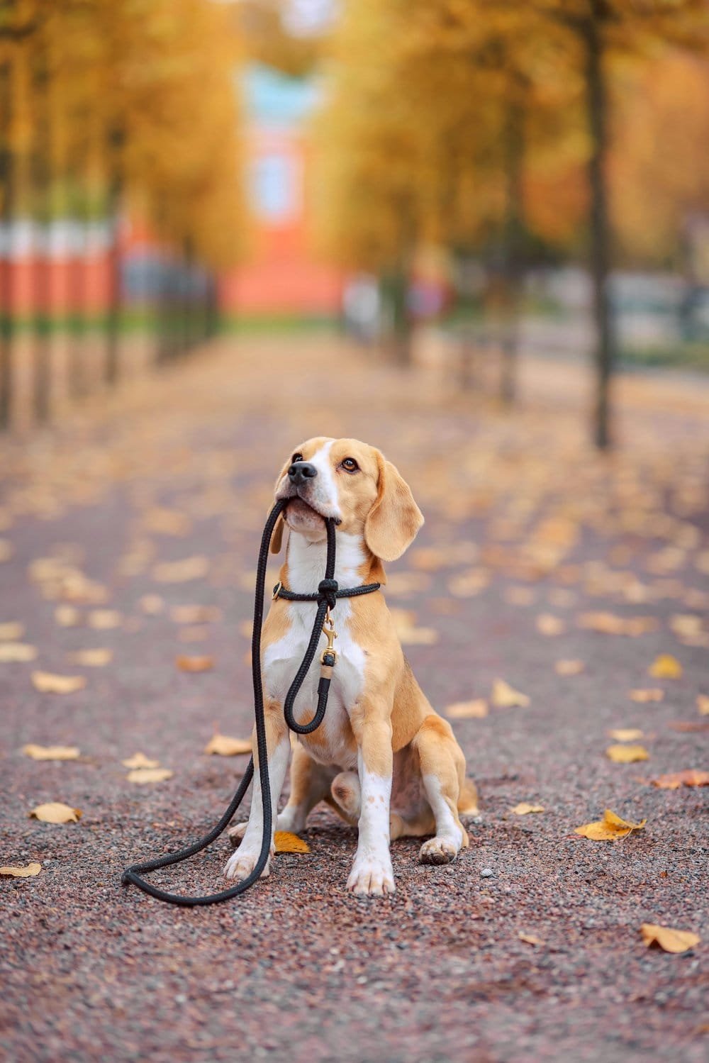 Image optimisée : Goofy Goldens, tout savoir sur la marque