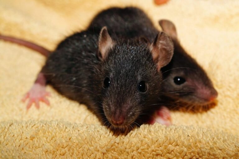 Image optimisée : Méthodes et solutions durables pour éliminer une invasion de rats et souris