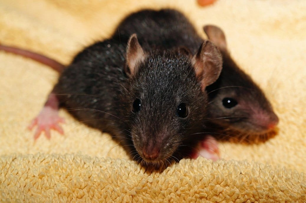 Image optimisée : Méthodes et solutions durables pour éliminer une invasion de rats et souris