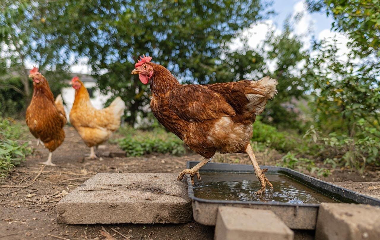 Image optimisée : Optimiser la productivité dans une petite ferme avicole