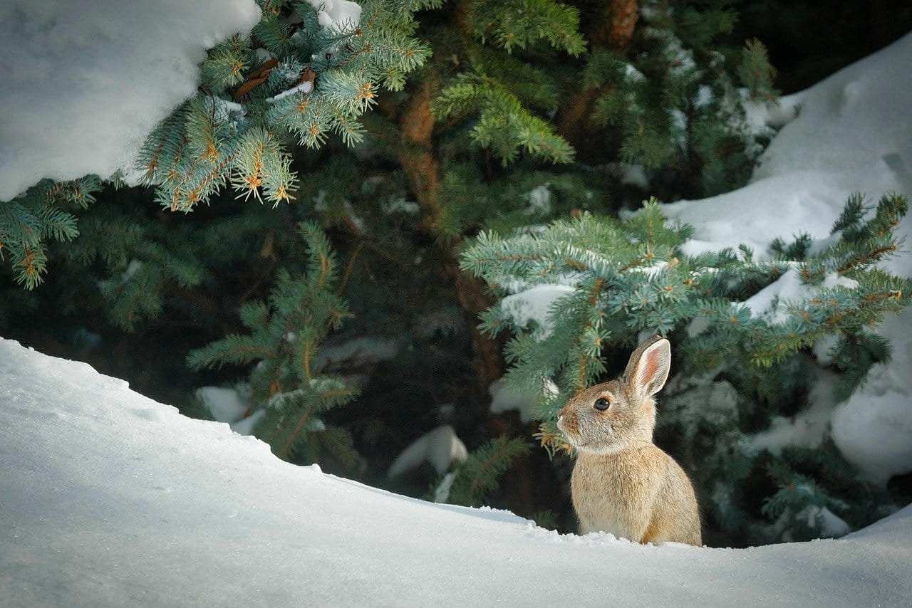 Image optimisée : Soigner son lapin : les erreurs à éviter pour préserver sa santé